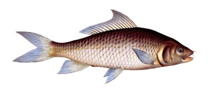 Fish, fishes, genus of carp fish, Cyprinus cirrhosus, carp, carp fish from Asia, mrigal carp, white