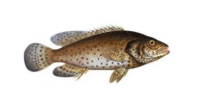 Fish, Fishes, Wrasse family, Bodianus guttatus, the Jacob Evertsen, The Jenfish, Historical,