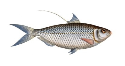 Fish, Fish, Fish genus Herring, Clupea thrissa, Bristle fin, Sprat, Chinese gizzard shad,