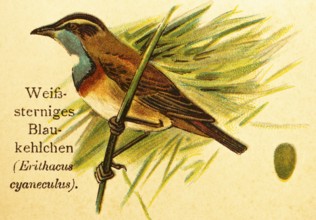 White-starred bluethroat (Erithacus Cyaneculus) songbird, twig, egg, historical illustration, World