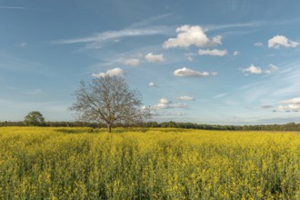 A field with yellow flowers and a tree in the centre. The sky is blue with some clouds. Bas Rhin,