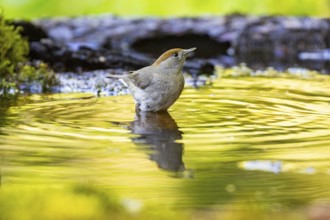 Blackcap (Sylvia atricapilla) wbl while bathing Germany