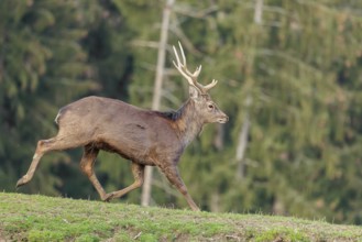 A Japanese sika deer stag (Cervus nippon nippon) runs across a meadow in hilly terrain. A forest