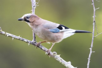 Eurasian jay /Garrulus glandarius) Germany