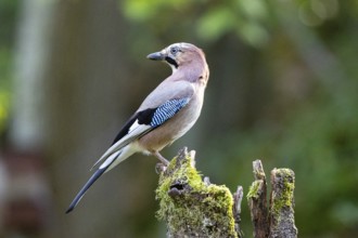 Eurasian jay /Garrulus glandarius) Germany