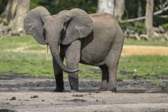 African forest elephant (Loxodonta cyclotis) in the Dzanga Bai forest clearing, Dzanga-Ndoki