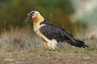 Old bearded vulture (Gypaetus barbatus), devouring sheep bones, Catalonia, Pyrenees, Spain, Europe