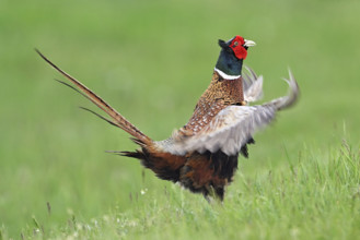 Pheasant or hunting pheasant (Phasianus colchicus), male flapping his wings, Lake Neusiedl National