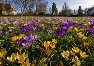 Crocus blossoms at Arolsen Residential Palace, Bad Arolsen, Hesse, Germany, Europe