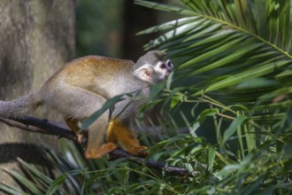 One baby Central American squirrel monkey, Saimiri oerstedii, climbing through bushes. Green