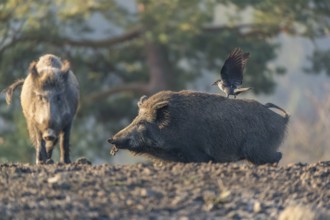 One wild boar or wild pig (Sus scrofa), walking over an opening searching for food. A western