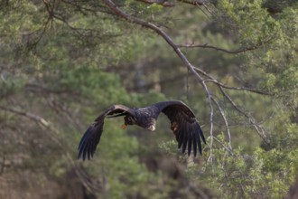 One white-tailed eagle (Haliaeetus albicilla) flying off of a pine tree standing in dry grass on