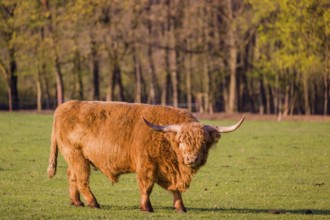 One Highland bull (Bos primigenius) taurus) stands on a pasture