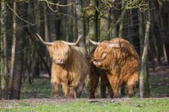 One Highland bull and a cow (Bos (primigenius) taurus) stand at a forest edge