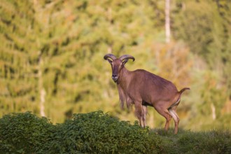 One Barbary sheep (Ammotragus lervia) stands on green hilly ground. A forest is in the background