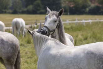 Kladruber horse, mares, grooming each other. National Stud Farm Kladruby nad Labem