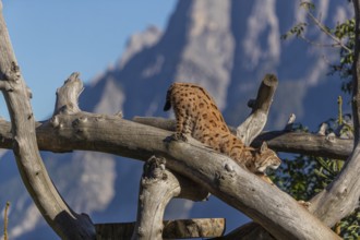One Eurasian lynx, (Lynx lynx), climbing high up on a dead tree. Side view with mountains and green
