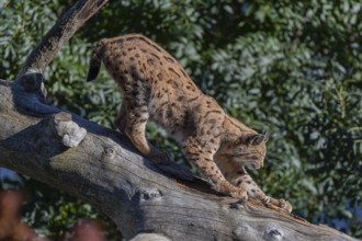 One Eurasian lynx, (Lynx lynx), walking down a fallen tree. Side view with green vegetation in the