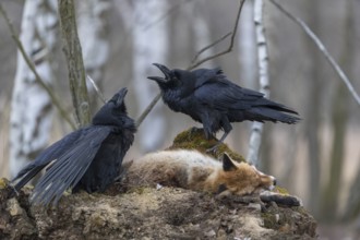 Two common raven (Corvus corax), fighting and feeding on the carcass of a red fox lying on stones