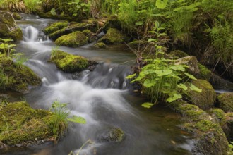 Kleine Ohe creek below Waldhaeuser village in the Bavarian Forest Nationalpark. Flowing water,