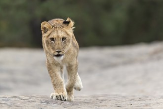 One female young lion (Panthera leo) running on a rocky plateau.Green vegetation in the background