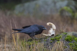 One common raven (Corvus corax) standing on a rock, searching for food on a ram skull. On a dry
