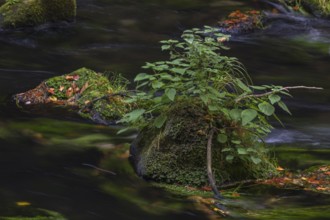 Flowing water with ferns and rocks in the Edmunds Gorge in autumn. River Kamnitz, Hrensko, Ustecky