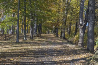 Alley of mixed trees in autumn colors