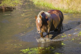 A heavy horse of mixed breed stands in the water of a small pond and enjoys its life on a sunny