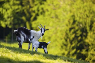 A female peacock goat (Capra aegagrus f. hircus) with her young is standing on a fresh green meadow