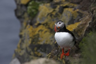 Atlantic Puffin, Common Puffin. Fratercula arctica, at the cliffs of Latrabjarg, Iceland, Europe