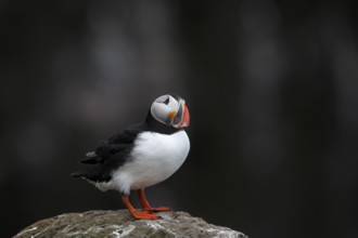 Atlantic Puffin, Common Puffin. Fratercula arctica, at the cliffs of Latrabjarg, Iceland, Europe