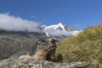 One adult Alpine Marmot, Marmota marmota, resting on a rock. Frontal view portrait. Blue sky with