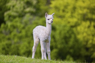 One young Alpaca (Vicugna pacos) stands on a fresh green meadow . A green forest in the distant