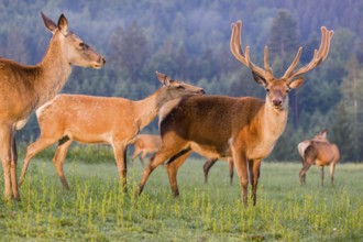 An Altai maral hind, Altai wapiti or Altai elk (Cervus canadensis sibiricus) rides up on a stag and