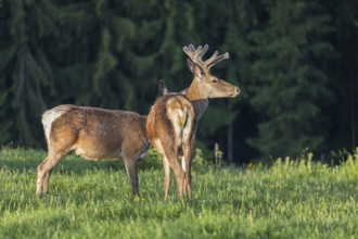 One male Altai maral, Altai wapiti or Altai elk (Cervus canadensis sibiricus) standing together