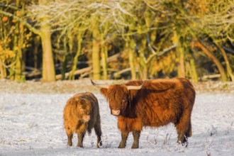 A highland cow (Bos primigenius taurus) and her calf stand at the edge of a forest on a