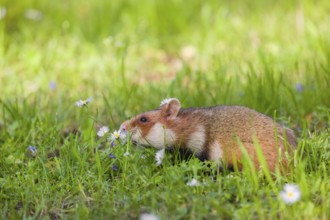 A European hamster (Cricetus cricetus), Eurasian hamster, black-bellied hamster or common hamster,