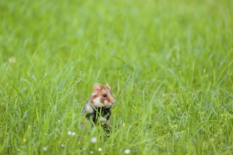 A European hamster (Cricetus cricetus), Eurasian hamster, black-bellied hamster or common hamster,