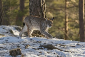 One young male Eurasian lynx, (Lynx lynx), walking over a snow covered forest ground in early