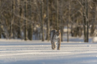 One young male Eurasian lynx, (Lynx lynx), walking over a snow covered meadow with a forest in the