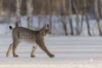 One young male Eurasian lynx, (Lynx lynx), walking over a snow covered meadow with a forest in the