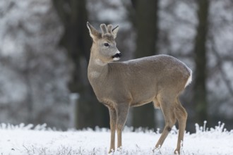 Roe deer standing in hoar frosted dead stinging nettle at minus 15 °C. Trees in background