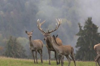 Red Deer buck and doe standing on a meadow in autumn. Fog and trees in the background