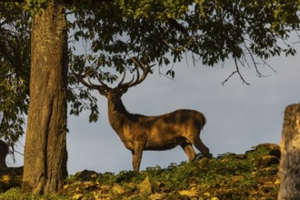 One Red Deer stag (Cervus elaphus) standing on a meadow under a tree in evening light. Blue sky in