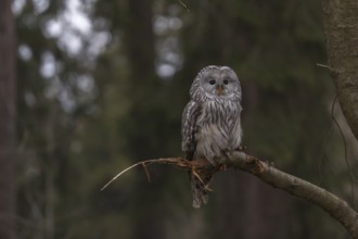 One Ural owl (Strix uralensis) sitting on a branch of a tree in a forest