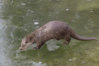 One Eurasian otter (Lutra lutra), walking on the ice of a frozen river