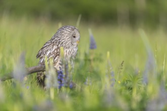 One Ural owl (Strix uralensis) sitting on a branch lying in a field of flowering lupines in late