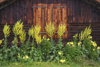 Old barn with some yellow flowers growing in front of it, Mittenwald, Bavaria, Germany, Europe