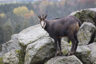 One chamois standing on rocks, autumnal colors of a forest in the distant background